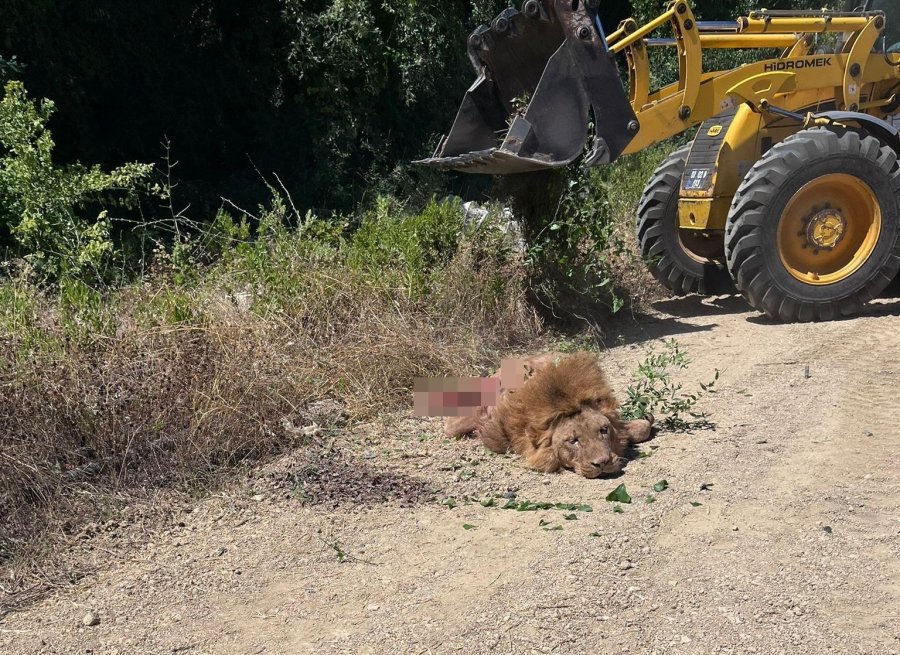 Antalya Valiliği’nden Hayvanat Bahçesinden Kaçan Aslana İlişkin Açıklama