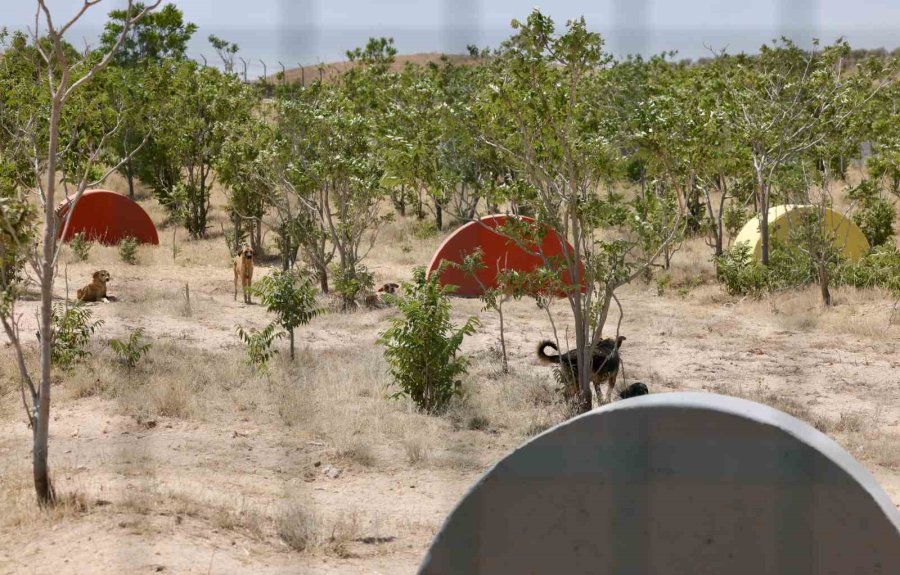 Aksaray’da Sahipsiz Hayvanlar Yeni Yuvalarına Kavuştu