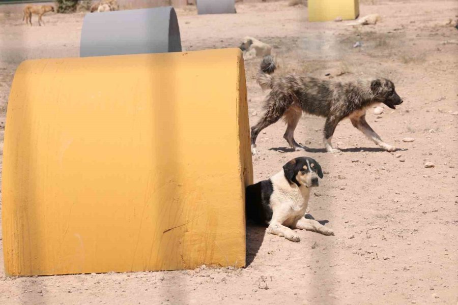 Aksaray’da Sahipsiz Hayvanlar Yeni Yuvalarına Kavuştu