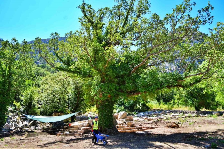 Meşe Ağacı Lahit Parçasını Havaya Kaldırdı: Termessos’ta Doğa Tarihe Sahip Çıktı