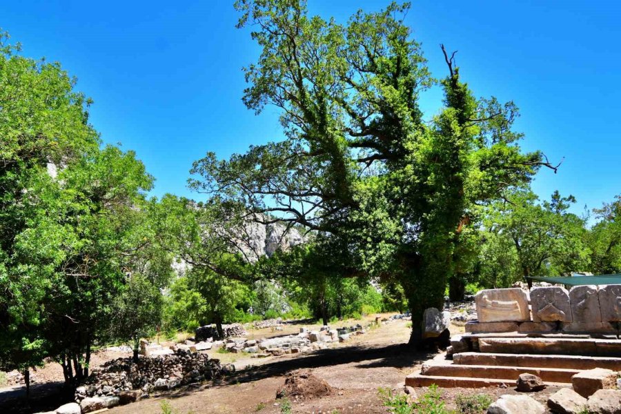 Meşe Ağacı Lahit Parçasını Havaya Kaldırdı: Termessos’ta Doğa Tarihe Sahip Çıktı