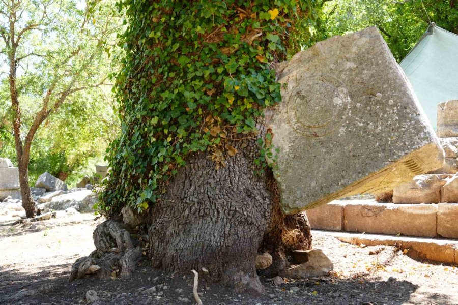Meşe Ağacı Lahit Parçasını Havaya Kaldırdı: Termessos’ta Doğa Tarihe Sahip Çıktı