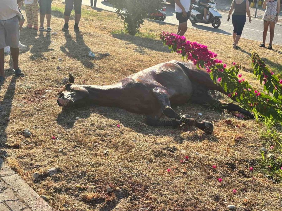Başıboş Gezen At Kazaya Neden Oldu: 3 Kişi Yaralandı