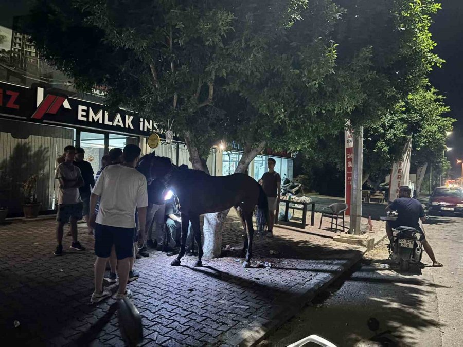 Başıboş Gezen At Kazaya Neden Oldu: 3 Kişi Yaralandı