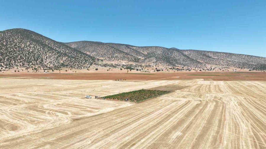Susuzluk Nedeniyle Tarım Yapılamayan İlçe Arıtma Suyuyla Yeşerdi