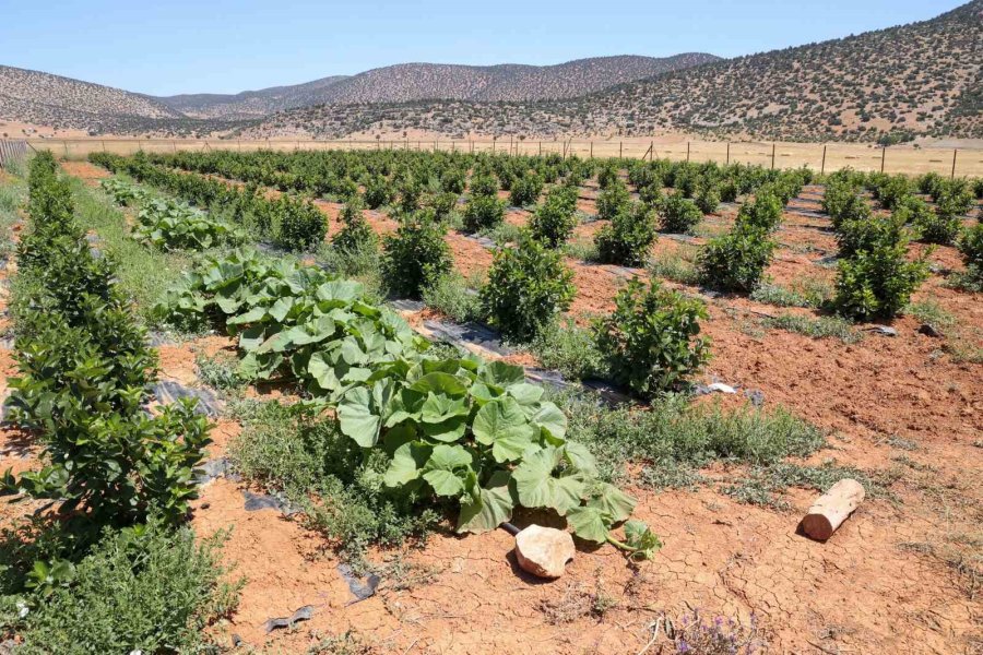 Susuzluk Nedeniyle Tarım Yapılamayan İlçe Arıtma Suyuyla Yeşerdi