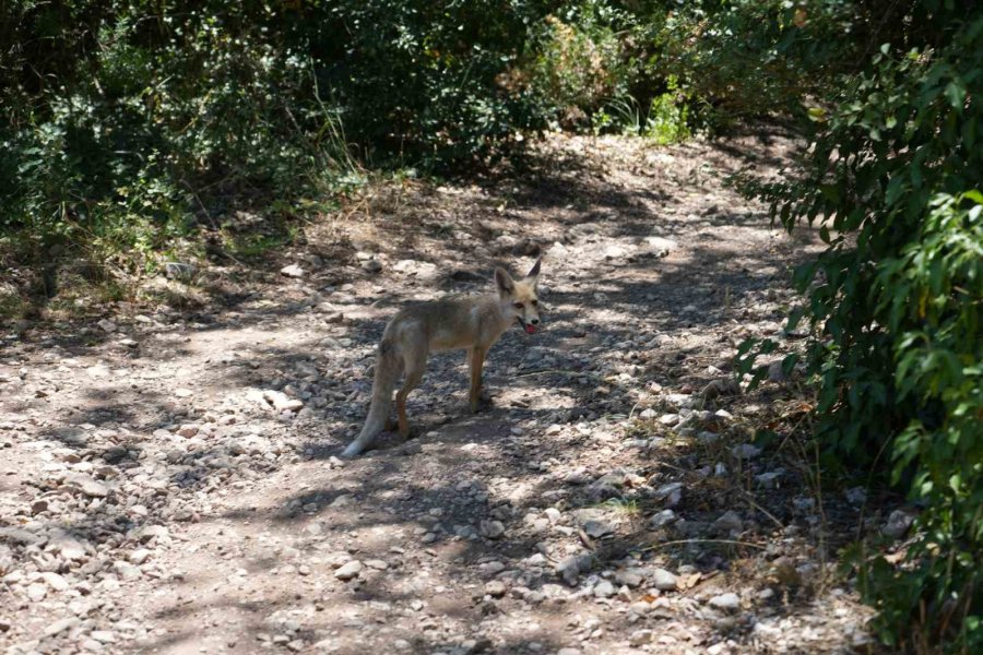 Termessos’ta Tarih Gün Yüzüne Çıkıyor: Antik Kentte İlk Kazı Başladı