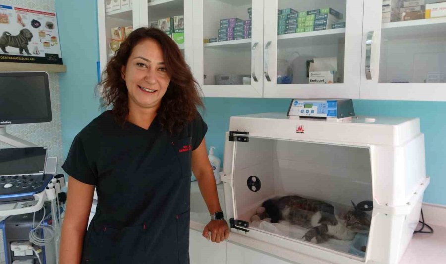 Sokak Kedisini Defalarca Tekmeledi