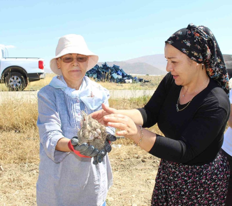 Elmalı’da Safran Soğanı Hasadı Başladı