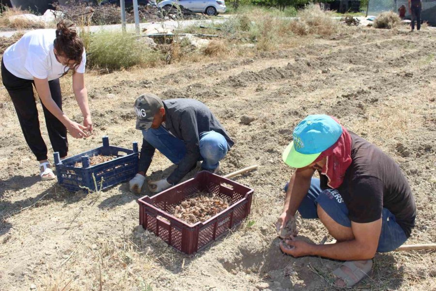 Elmalı’da Safran Soğanı Hasadı Başladı