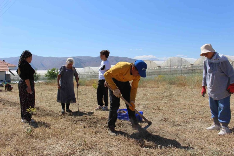 Elmalı’da Safran Soğanı Hasadı Başladı