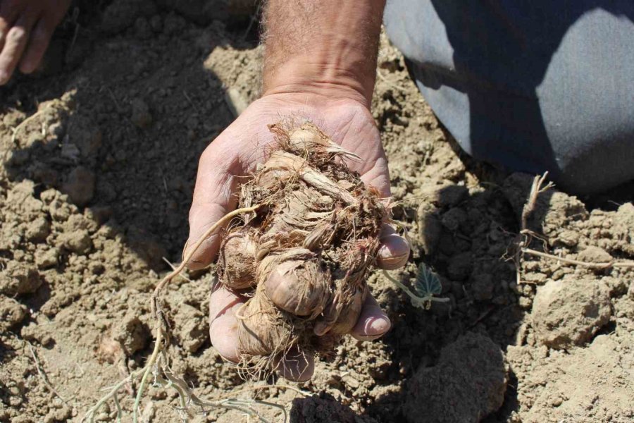 Elmalı’da Safran Soğanı Hasadı Başladı