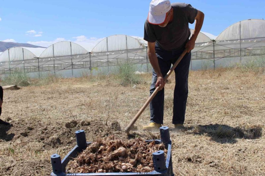 Elmalı’da Safran Soğanı Hasadı Başladı