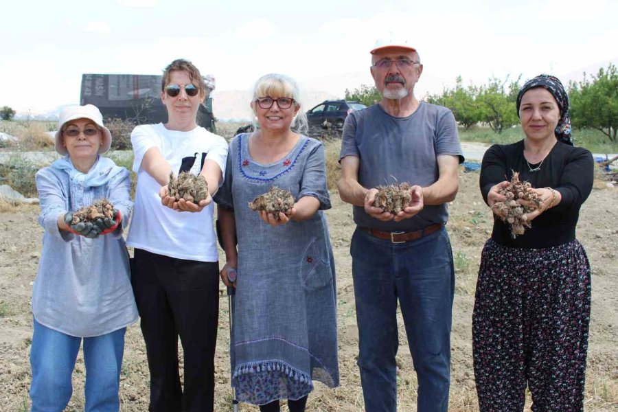 Elmalı’da Safran Soğanı Hasadı Başladı