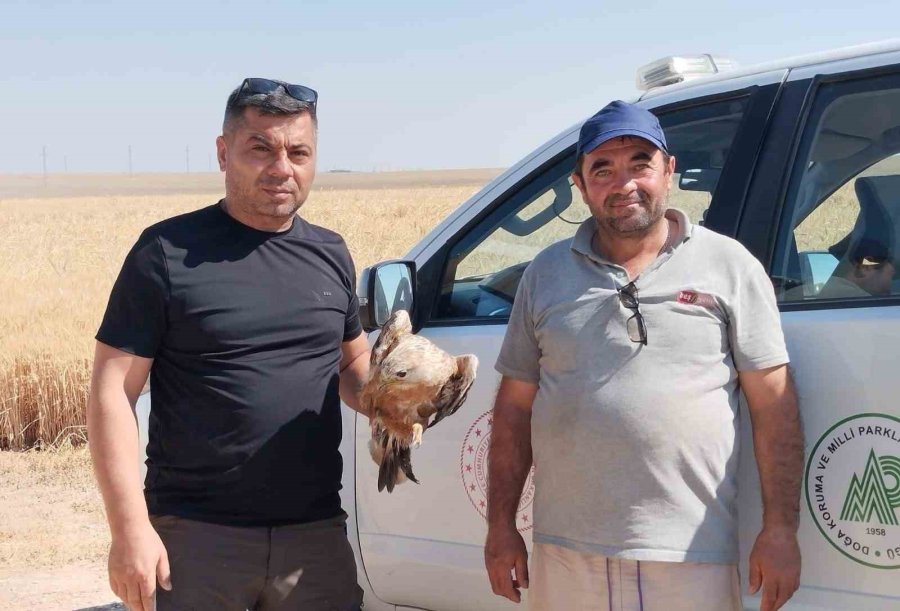 Karapınar’da Yaralı Şahin Koruma Altına Alındı