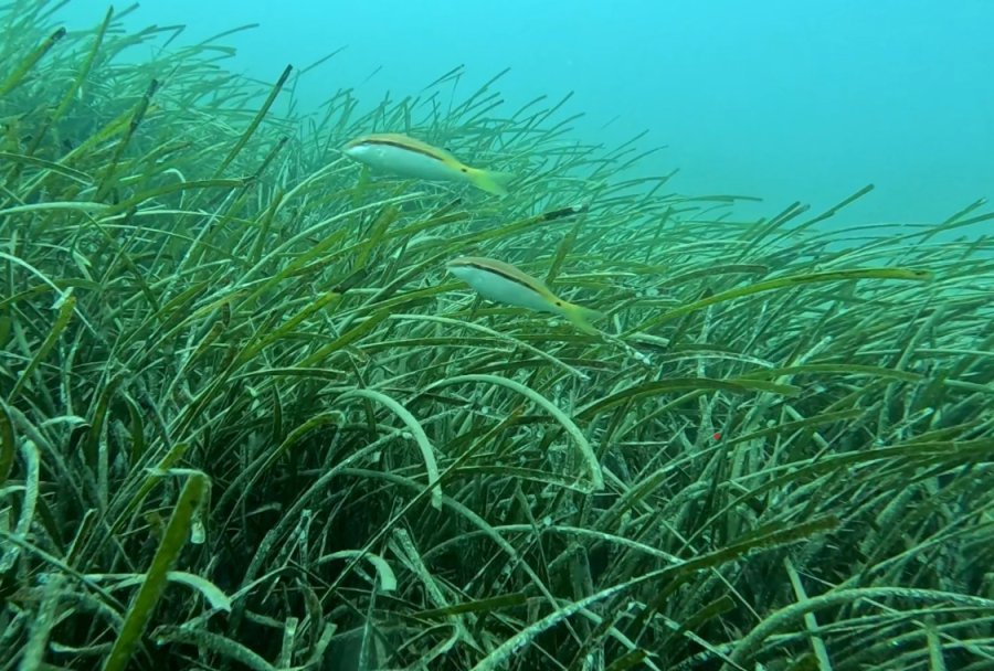 Profesörden Denizlerin Akciğerleri ’deniz Çayırı’ Uyarısı