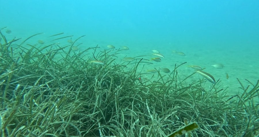 Profesörden Denizlerin Akciğerleri ’deniz Çayırı’ Uyarısı