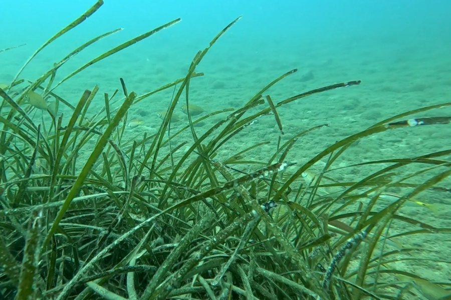 Profesörden Denizlerin Akciğerleri ’deniz Çayırı’ Uyarısı