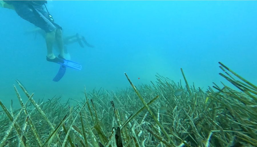 Profesörden Denizlerin Akciğerleri ’deniz Çayırı’ Uyarısı