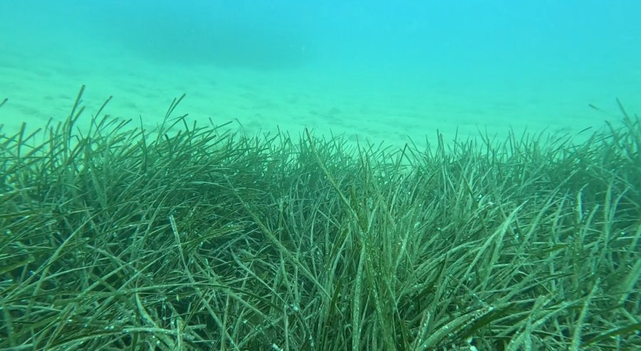 Profesörden Denizlerin Akciğerleri ’deniz Çayırı’ Uyarısı