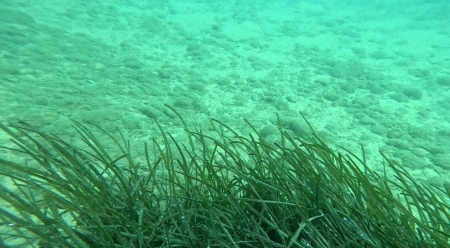 Profesörden Denizlerin Akciğerleri ’deniz Çayırı’ Uyarısı