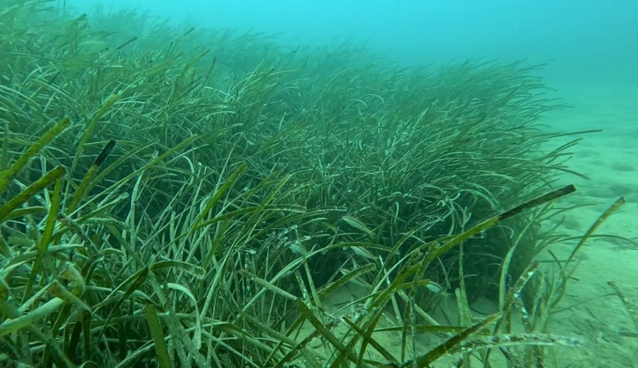 Profesörden Denizlerin Akciğerleri ’deniz Çayırı’ Uyarısı