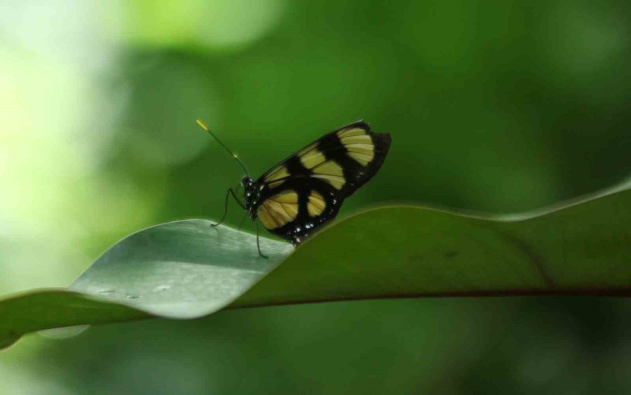 Konya Tropikal Kelebek Bahçesi 3 Milyon 700 Bin Ziyaretçi Ağırladı