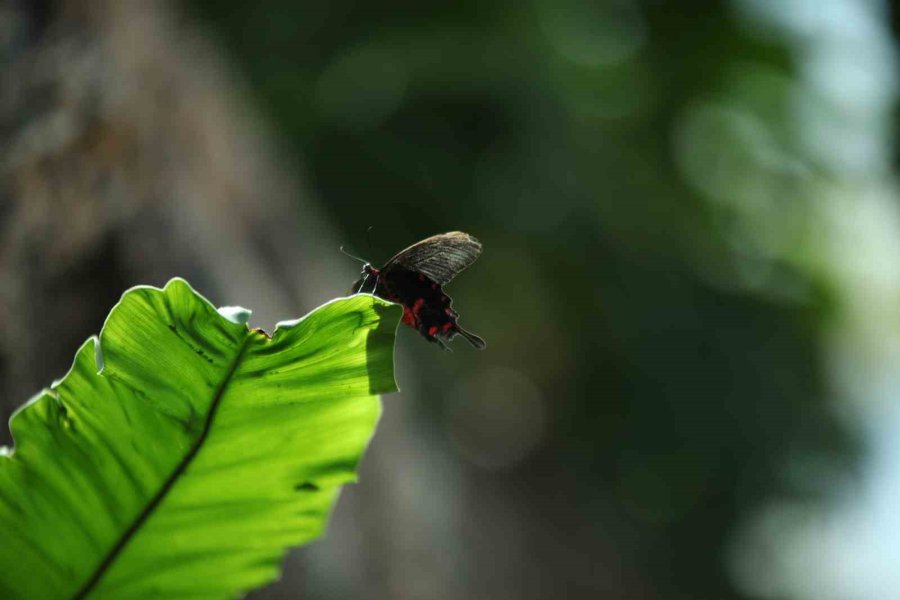 Konya Tropikal Kelebek Bahçesi 3 Milyon 700 Bin Ziyaretçi Ağırladı