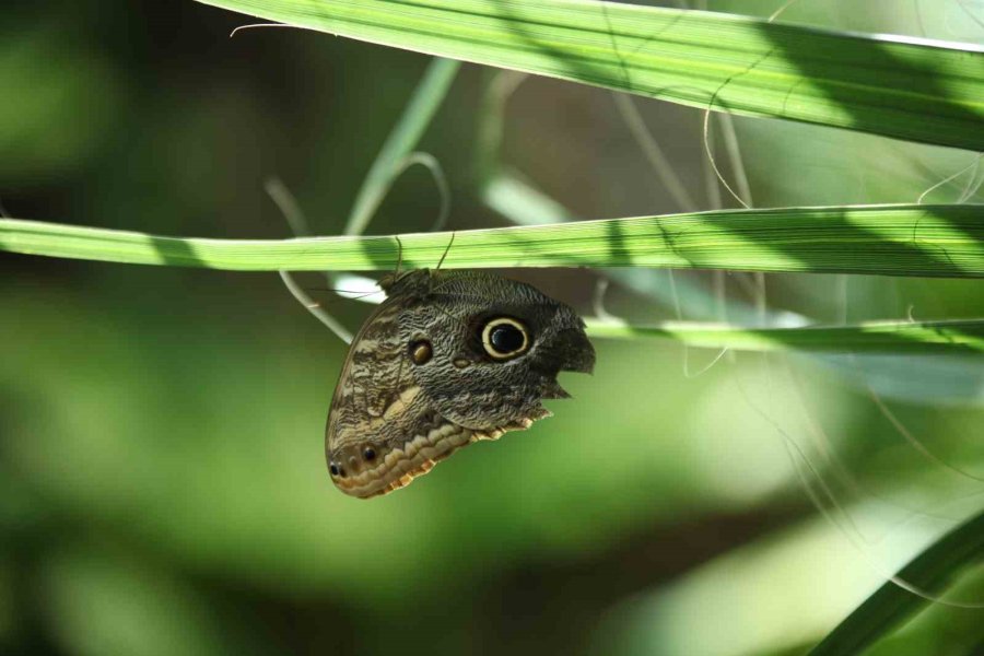 Konya Tropikal Kelebek Bahçesi 3 Milyon 700 Bin Ziyaretçi Ağırladı