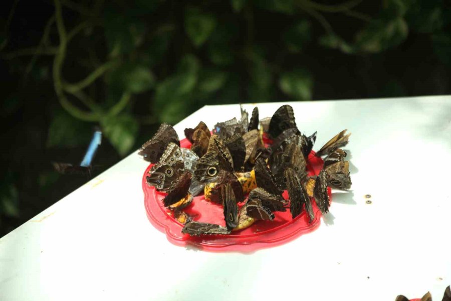 Konya Tropikal Kelebek Bahçesi 3 Milyon 700 Bin Ziyaretçi Ağırladı