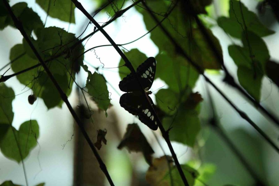 Konya Tropikal Kelebek Bahçesi 3 Milyon 700 Bin Ziyaretçi Ağırladı