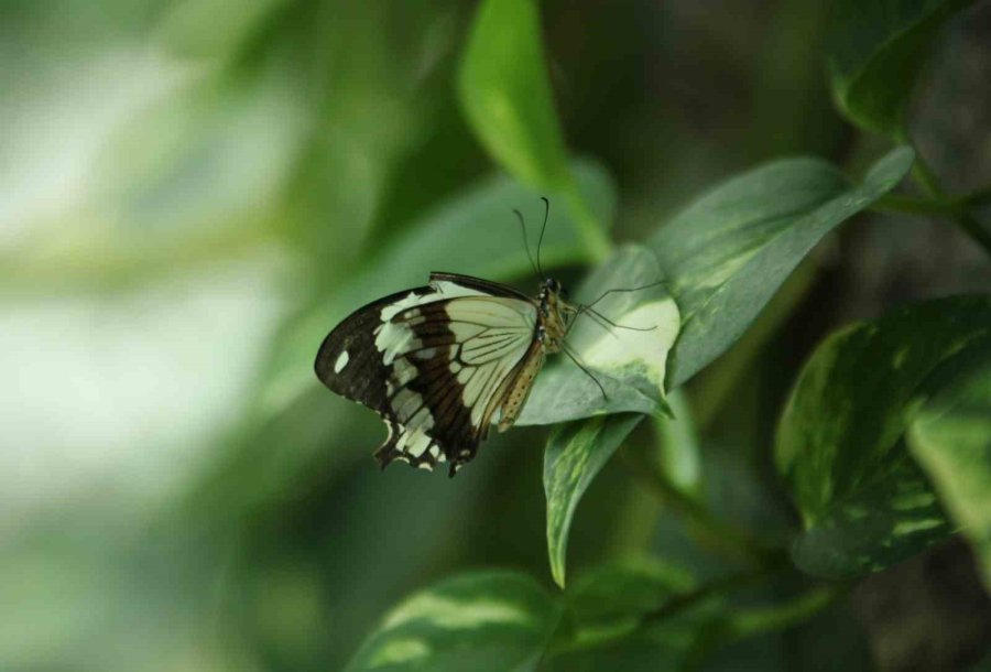 Konya Tropikal Kelebek Bahçesi 3 Milyon 700 Bin Ziyaretçi Ağırladı