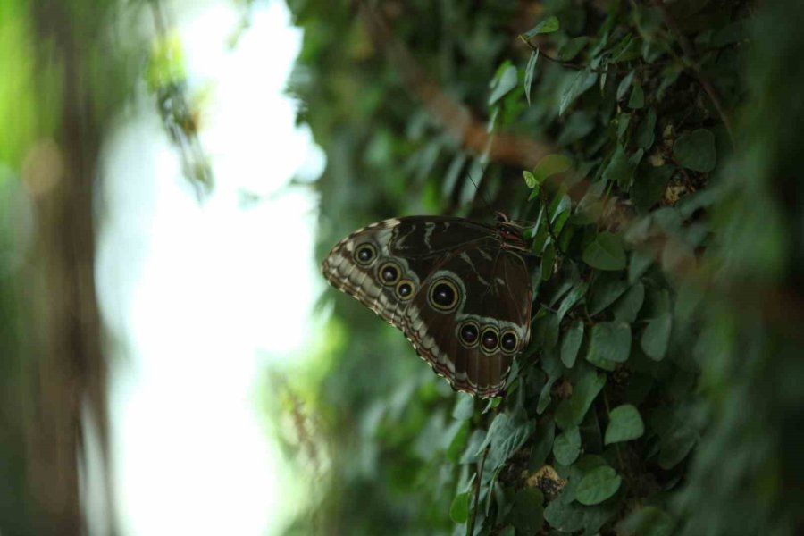 Konya Tropikal Kelebek Bahçesi 3 Milyon 700 Bin Ziyaretçi Ağırladı