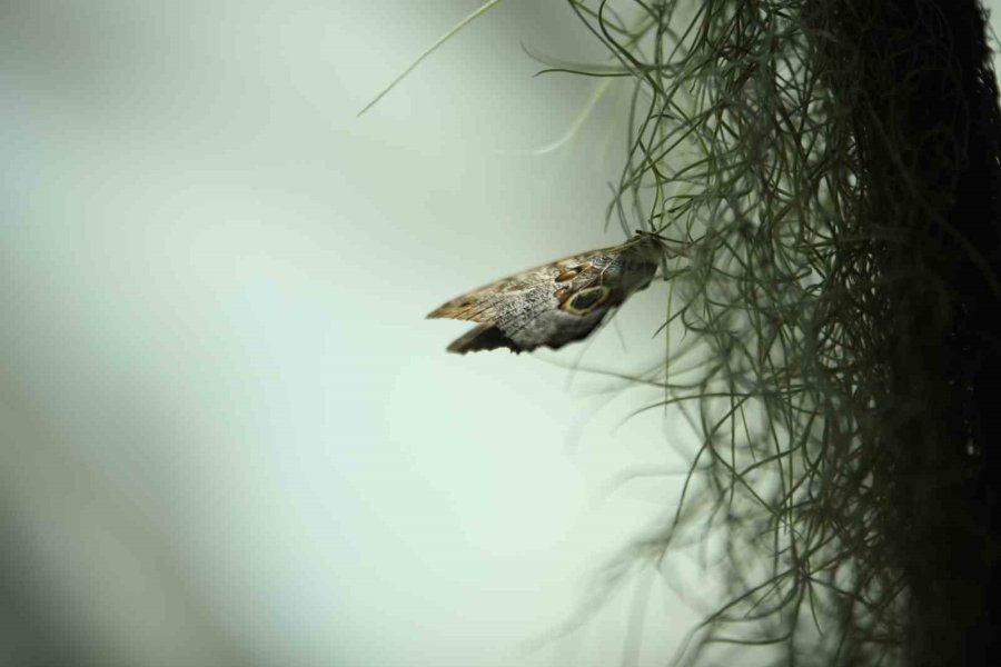 Konya Tropikal Kelebek Bahçesi 3 Milyon 700 Bin Ziyaretçi Ağırladı