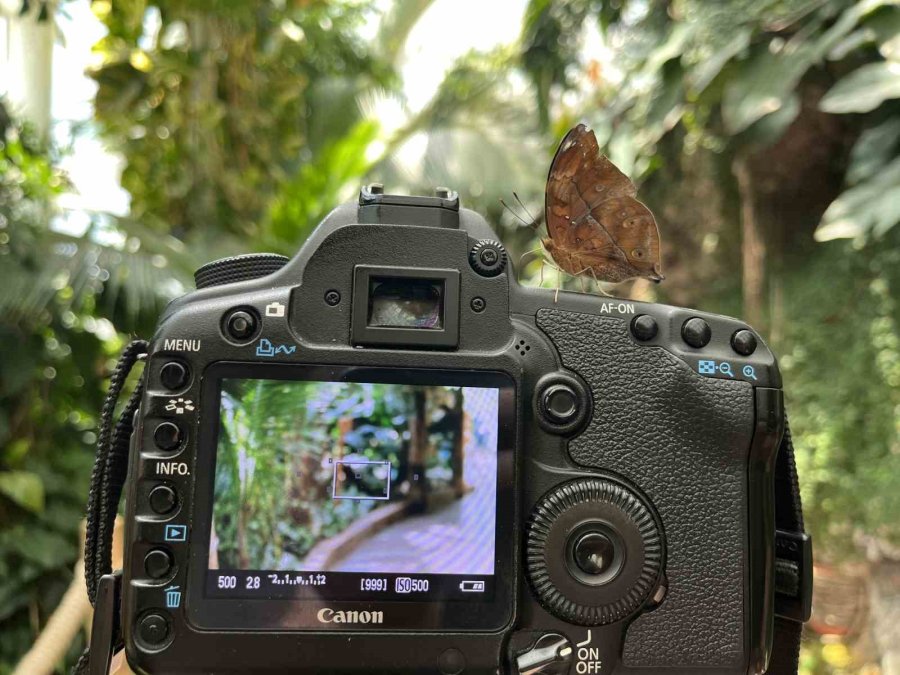 Konya Tropikal Kelebek Bahçesi 3 Milyon 700 Bin Ziyaretçi Ağırladı