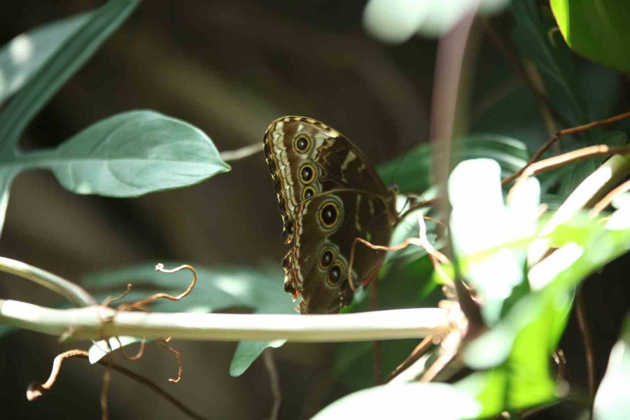 Konya Tropikal Kelebek Bahçesi 3 Milyon 700 Bin Ziyaretçi Ağırladı