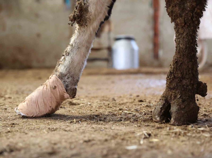 Büyükşehir’den Kırsaldaki Besicilere Veterinerlik Hizmeti
