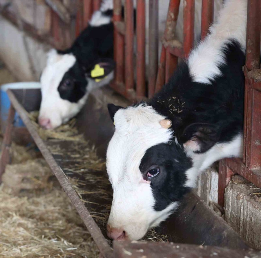 Büyükşehir’den Kırsaldaki Besicilere Veterinerlik Hizmeti