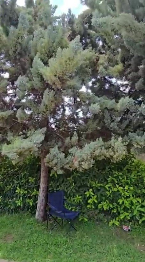 Ağaç Gölgesinde Ürküten Manzara, Fareyi Yutmaya Çalışan Yılanla Göz Göze Geldi