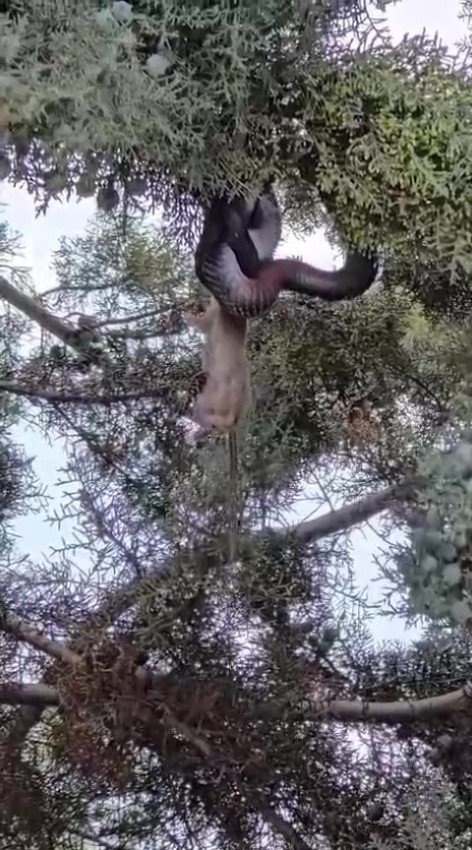 Ağaç Gölgesinde Ürküten Manzara, Fareyi Yutmaya Çalışan Yılanla Göz Göze Geldi