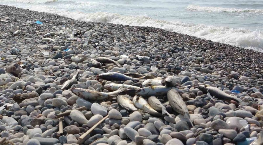 Mersin Sahillerinde Endişelendiren Görüntü