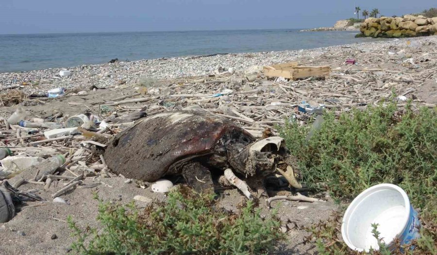 Mersin Sahillerinde Endişelendiren Görüntü