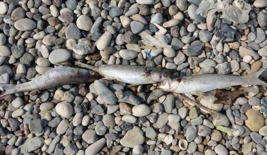 Mersin Sahillerinde Endişelendiren Görüntü