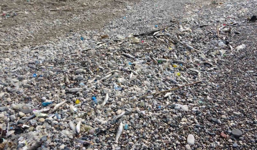 Mersin Sahillerinde Endişelendiren Görüntü