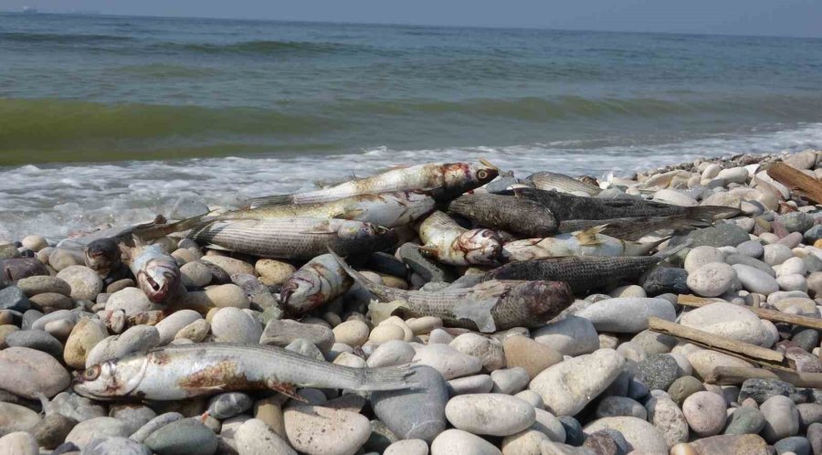 Mersin Sahillerinde Endişelendiren Görüntü