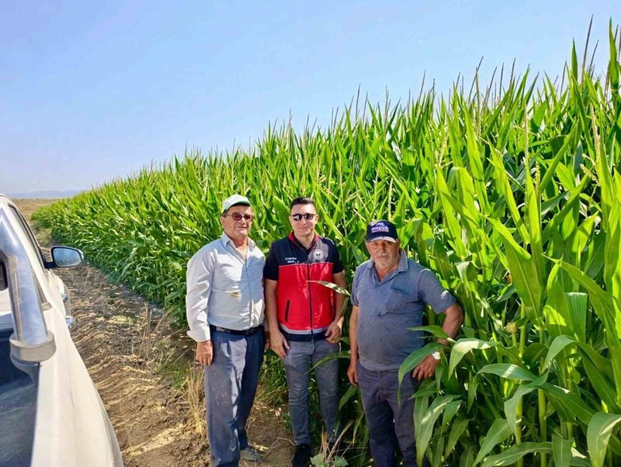 Yalıhüyük’te Tarım Ekiplerinin İncelemeleri Sürüyor