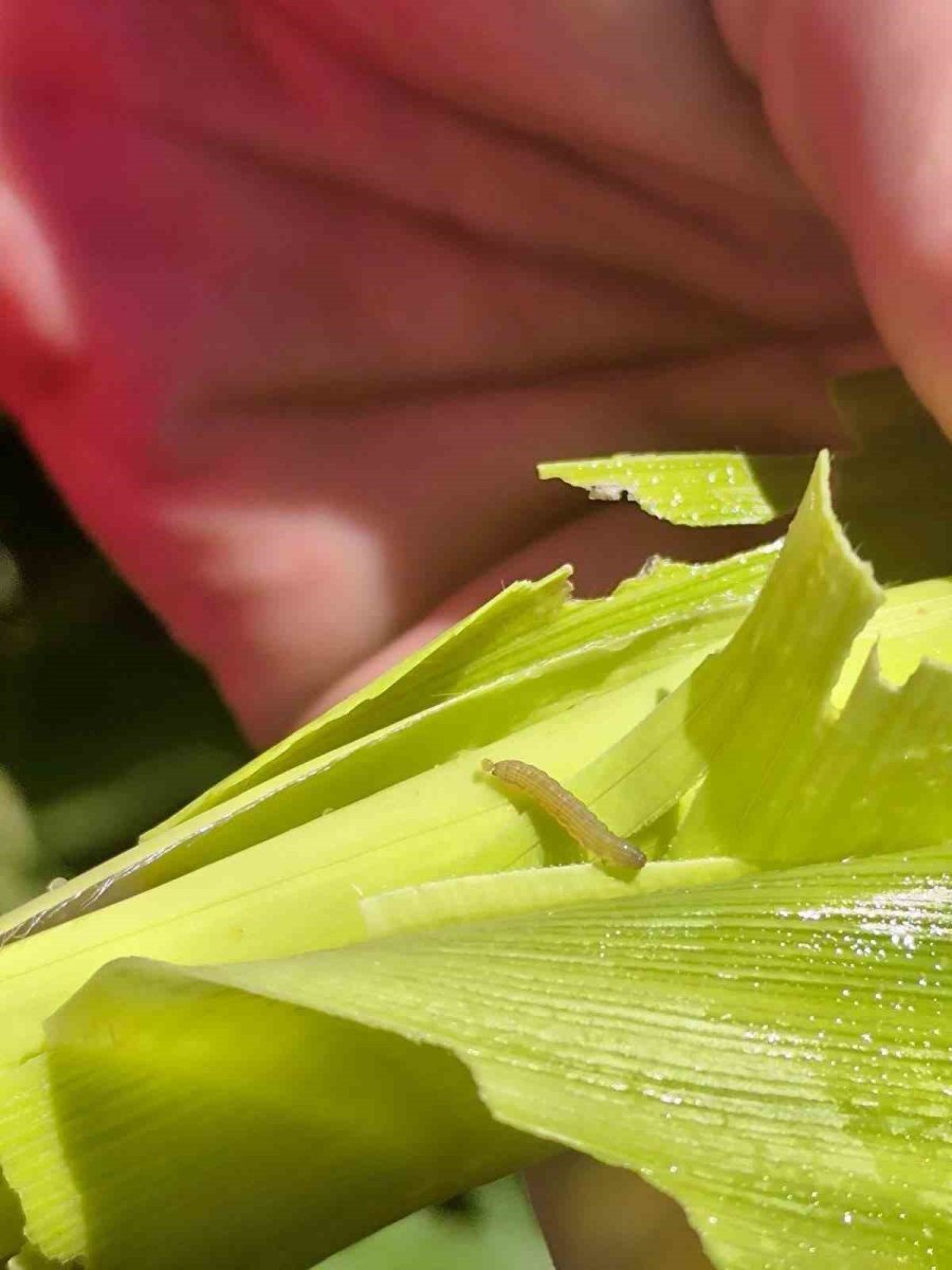 Yalıhüyük’te Tarım Ekiplerinin İncelemeleri Sürüyor