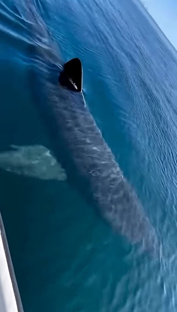 Kemer Sahilinde Asılsız Dev Köpekbalığı Paylaşımına Suç Duyurusu