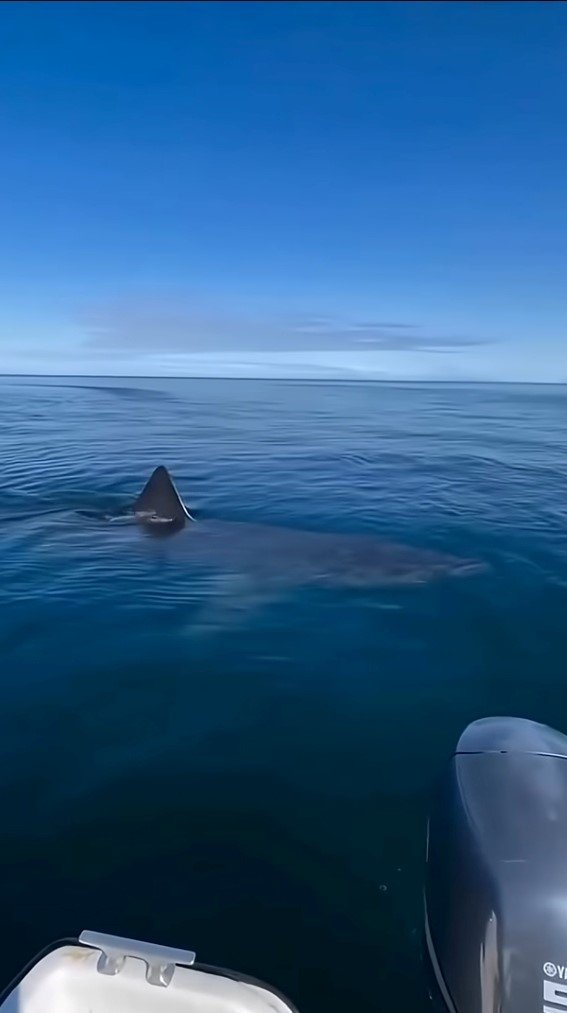 Kemer Sahilinde Asılsız Dev Köpekbalığı Paylaşımına Suç Duyurusu