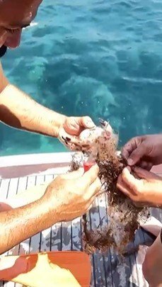 Alanya’da Ağa Takılan Yengeçler Kurtarıldı